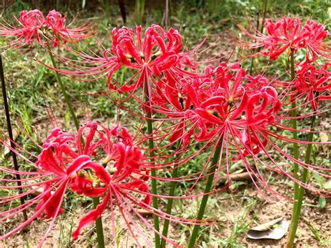 曼珠沙華 曼陀羅華